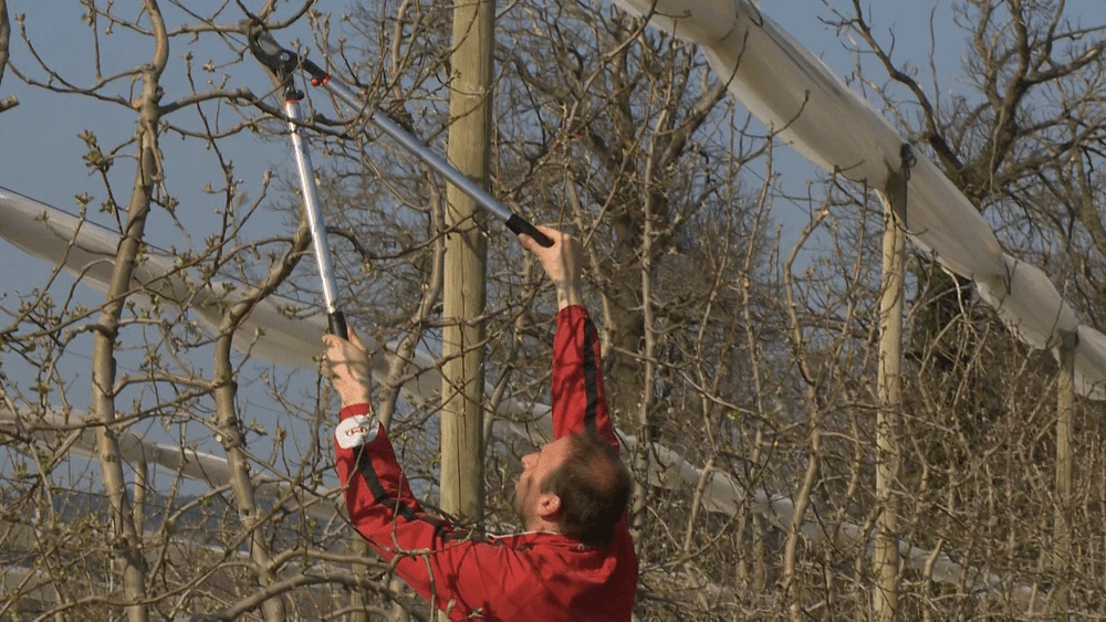 Bahco P280-SL-80 Professional 55mm Bypass Loppers With Long Lightweight Aluminium Handle - Image 7