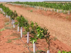 SpringWrap Tree Trunk Guard 300mm -Plant Supply Store Springwrap2 16210.1686201246