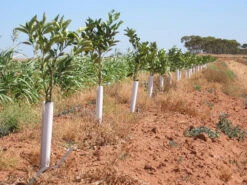 SpringWrap Tree Trunk Guard 300mm -Plant Supply Store Springwrap3 92057.1686201247