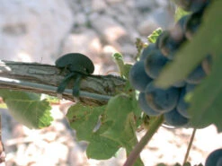 Agrifast Rubberties -Plant Supply Store agrifast rubber tie hook 3 76952.1689228320