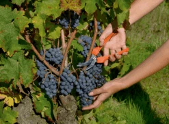 Bahco P123-19 10mm Bypass Snips With Fibreglass Handle 10 Bahco P123-19 10mm Bypass Snips With Fibreglass Handle -Plant Supply Store bahco p123 19 bypass snips 8mm cut 2 14515.1707183230