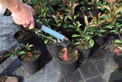 Handheld Topdressing Fertiliser Dispenser (Short) 9 Handheld Topdressing Fertiliser Dispenser (Short) -Plant Supply Store fertilEasy13 26819.1656574251